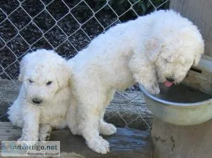 Lovely Komondor Ready Now For Sale 