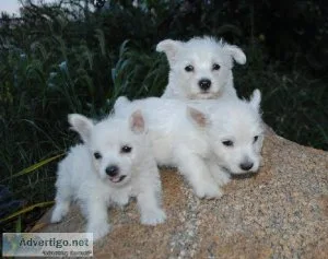 Gorgeous West Highland White Terrier Puppies