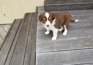 Border Collie Puppies for sale.