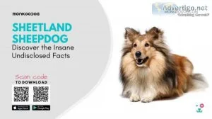 Discover The Insane Undisclosed Facts Of Shetland Sheepdog