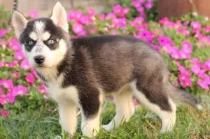AKC Siberian Husky puppies available