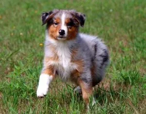 Australian Shepherds puppies