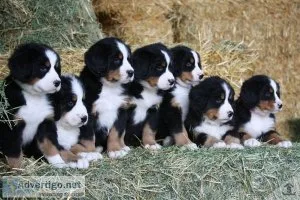 Well Socialized Bernese Mountain Dog Puppies.