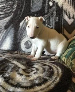 Super cute Bull Terrier puppies for Sale.