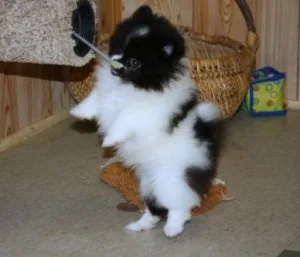 Super Cute Pomeranian puppies ready to go now
