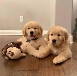 Adorable Golden Retriever Puppies.