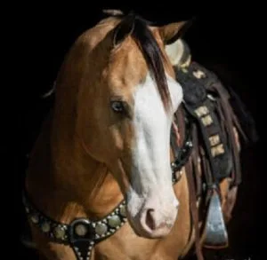 Bombproof Fancy broke Rope ranch riding horse (Buckshot) Kids Sa