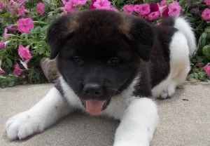 Akita puppies for sale