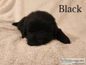 Newfie Pups