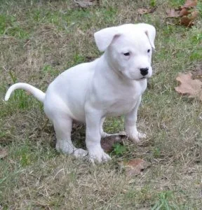 Dogo Argentino Puppies Available