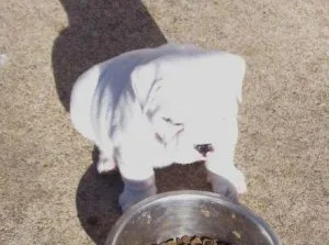 Perfect English Bulldog Puppies For Lovely Homes