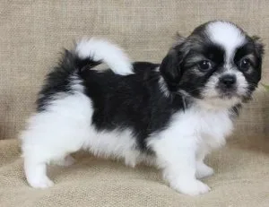 home raised Shih Tzu Puppies