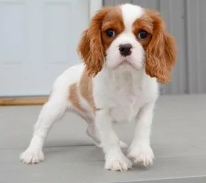 CKC Cavalier King Charles Spaniel Puppies