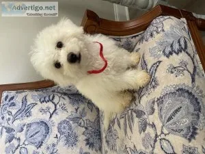 Bichon Frise puppies for sale