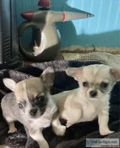 Chihuahua Puppies