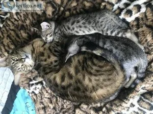Savannah-Siamese mixes