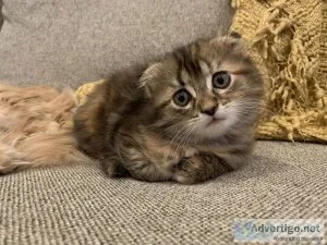 Polydactyl Scottish fold female