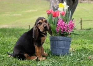 Home raised Bloodhound puppies