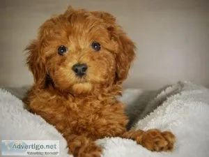 Fantastic toy Poodle puppies for new homes