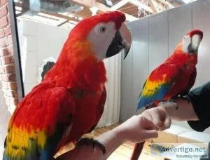 Beautiful Scarlet Macaws