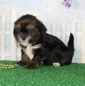 Well socialized Lhasa Apso puppies for sale.