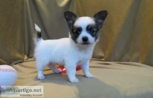 Teacup Premium Chihuahua Puppies Available