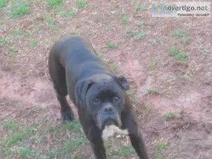 Boxers need a new home