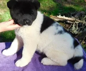 Well Socialized Sweet Akita puppies.