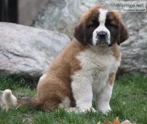 Astonished Saint Bernard puppies.