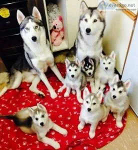 Lovely Siberian Husky Puppies