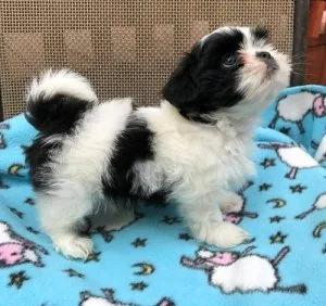 Gorgeous Shih Tzu Puppies For Sale