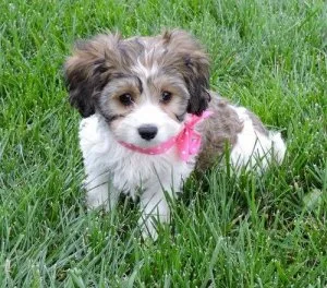 Well Socialized Cavachon puppies.