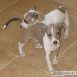 Well Socialized Greyhound puppies available