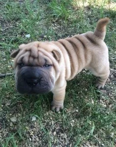 Male and female Chinese Shar-Pei Puppies for sale