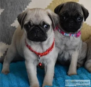Beautiful Pug Puppies ready now to go