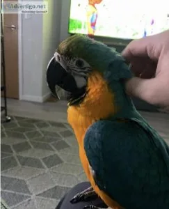Blue and Gold Macaw Now Available