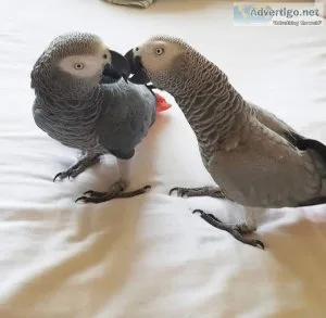 Beautiful Congo African Grey