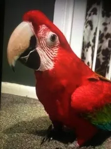 Talking and Singing Scarlet Macaw Parrots