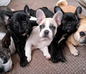 French bulldog puppies