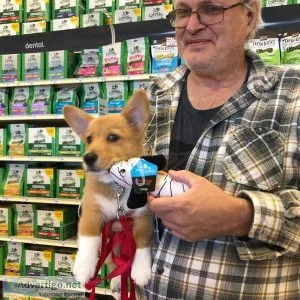 Excellent Pembroke Welsh Corgi Puppies