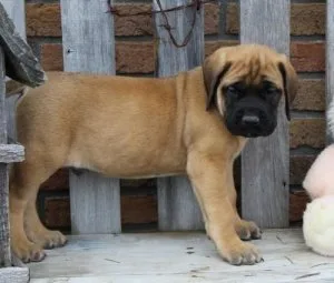 Beautiful AKC Bullmastiff Puppies.