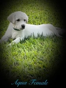 AKC Labrador Retrievers