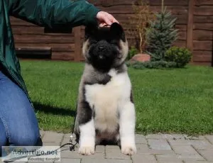2 AKC AKITA PUPS LEFT AND READY FOR THERE NEW HOMES