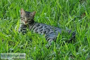 Bengal kitten for sale in Florida