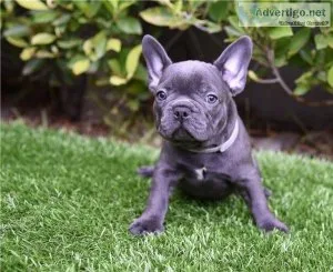 Purebred French bulldog pupppies now ready for new homes