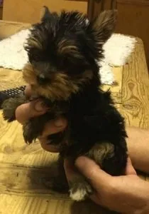 Puppy-Roxio Yorkie small breed.