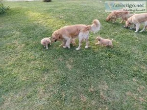 Golden Retriever Puppies