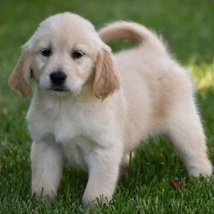 Bayley ready for new home