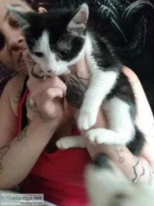 Chubs and stripes