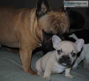 French Bulldog puppies for sale 